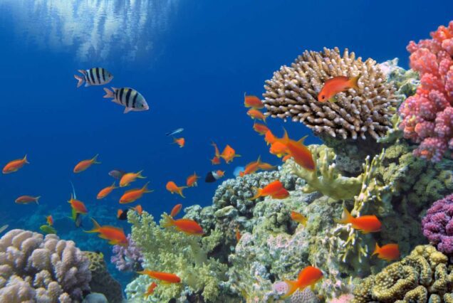 Sharm El Naga schnorcheln-Ausflug ab Safaga