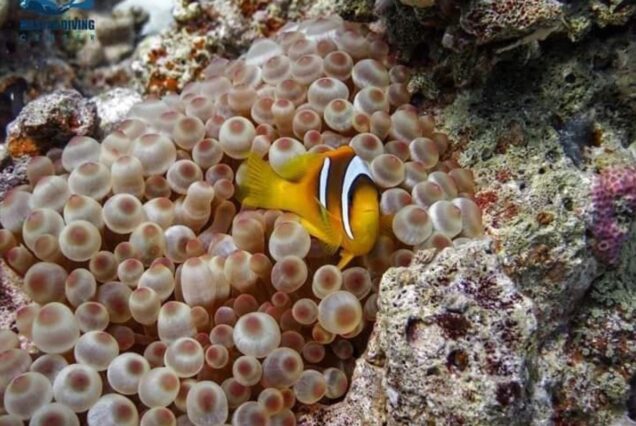 Speedboot Hurghada Privater Hula Hula Insel Ausflug