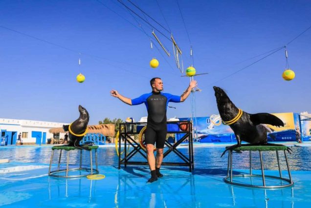 Dolphin World & Delfinarium Hurghada Delfinshow & Schwimmen mit Delfinen