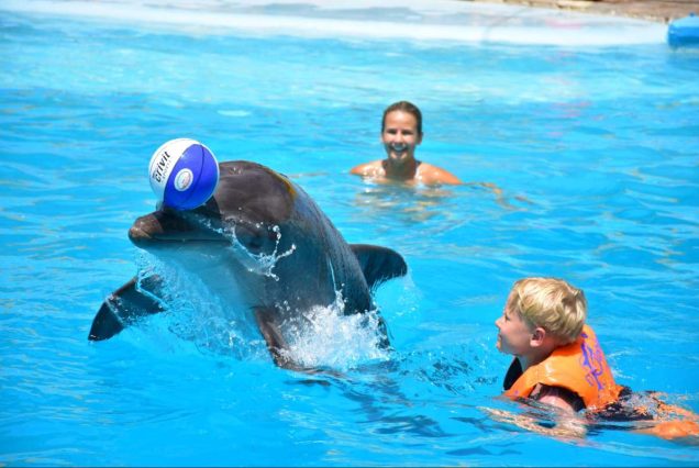 Dolphin World & Delfinarium Hurghada Delfinshow & Schwimmen mit Delfinen