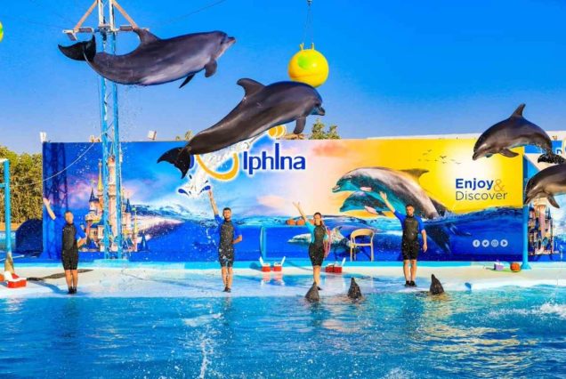 Dolphin World & Delfinarium Hurghada Delfinshow & Schwimmen mit Delfinen