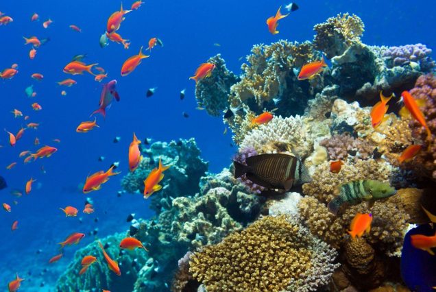 Private Bootstour Hurghada Delfin- & Schnorcheltour